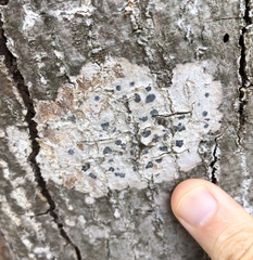 Sarcographa tricosa