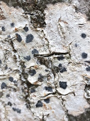 Sarcographa tricosa