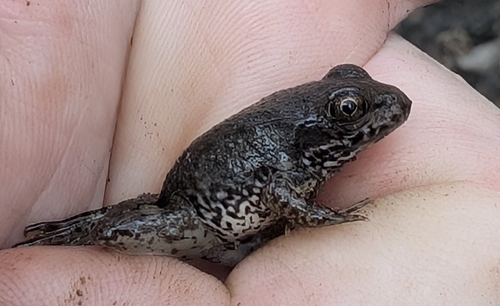 Green Frog