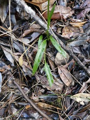 Glandular achlydosa (Achlydosa glandulosa)