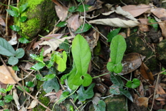 Aristolochia kaempferi