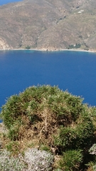 Genista acanthoclada