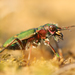 Green Tiger Beetle - Photo (c) Jiri Hodecek, some rights reserved (CC BY-NC)