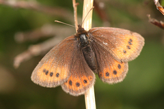 Erebia epiphron