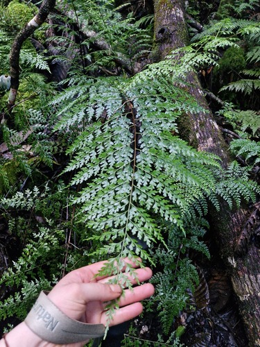 Asplenium laserpitiifolium observed 2026-07-23