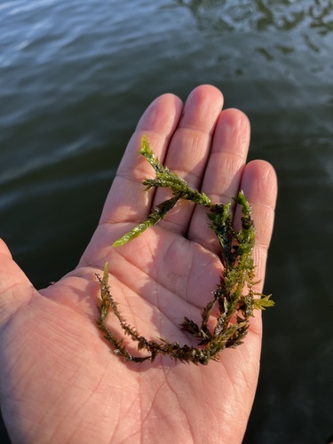 Willow Moss