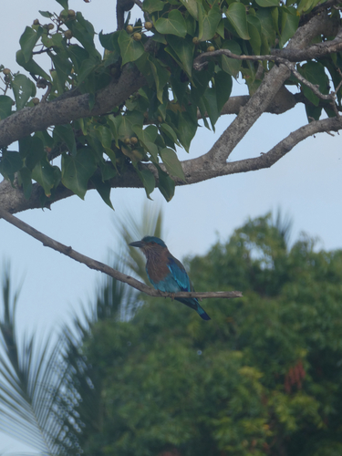 Indian Roller