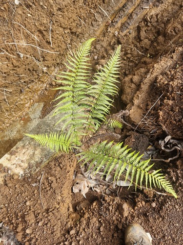 Pityrogramma calomelanos