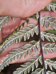 Pityrogramma calomelanos, photograph (c) Irisa Hudson, some rights reserved (CC BY)