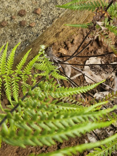 Pityrogramma calomelanos, photograph 4