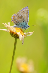 Polyommatus icarus