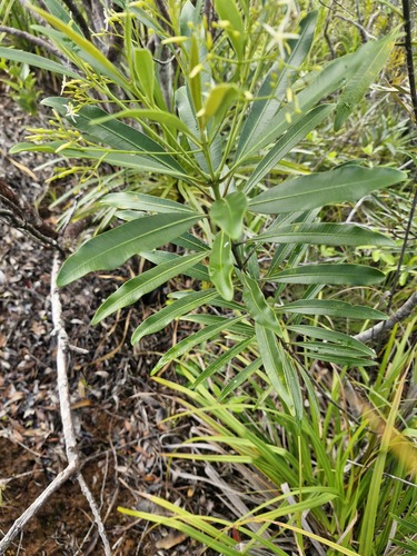 Alstonia lenormandii observed 2026-07-24