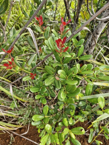 Pancheria billardierei observed 2026-07-24