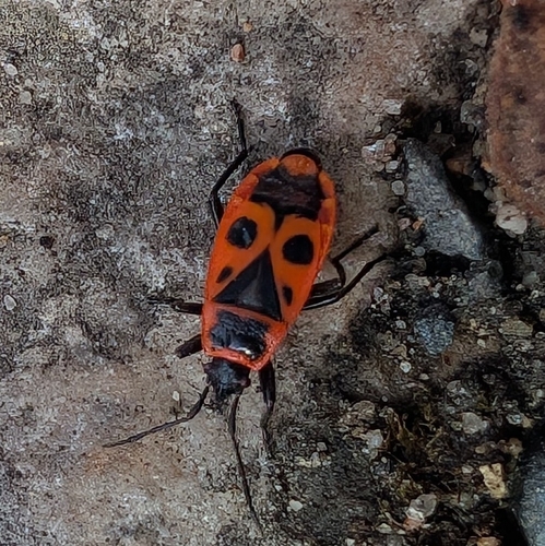 European Firebug