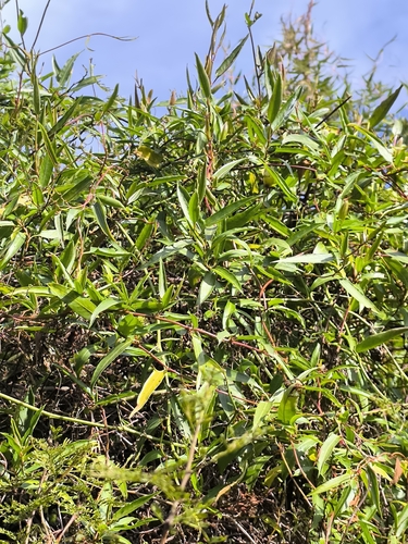 Muehlenbeckia sagittifolia, photograph 3
