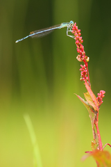 Platycnemis pennipes