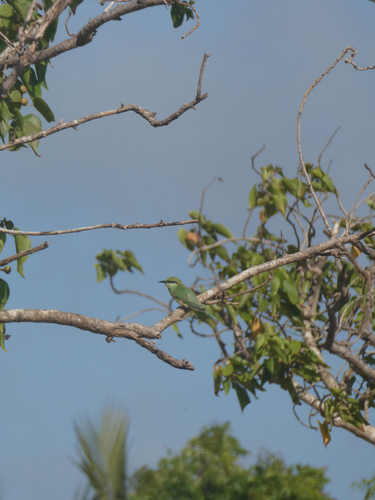 Asian Green Bee-eater