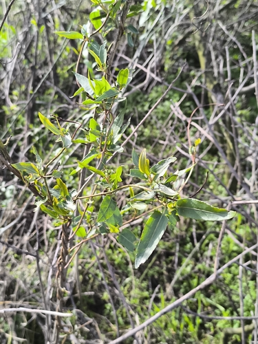 Muehlenbeckia sagittifolia, photograph 2