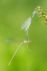 Platycnemis pennipes