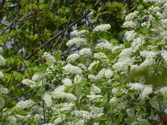 Prunus padus