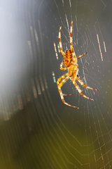 Araneus diadematus