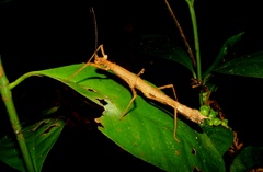 Pygirhynchus muricatus