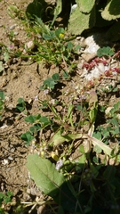 Valerianella discoidea