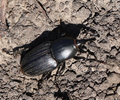 Sphenophorus striatopunctatus