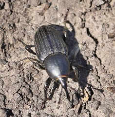 Sphenophorus striatopunctatus