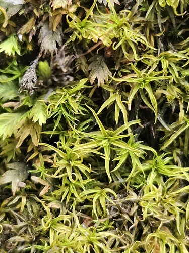 Bryoerythrophyllum recurvirostrum observed 2026-08-24