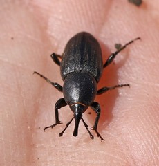 Sphenophorus striatopunctatus