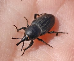 Sphenophorus striatopunctatus