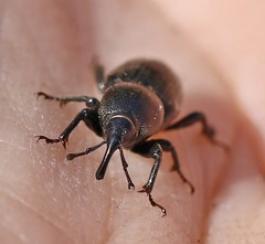Sphenophorus striatopunctatus