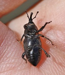 Sphenophorus striatopunctatus