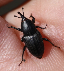 Sphenophorus striatopunctatus