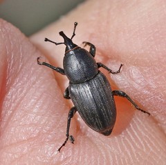 Sphenophorus striatopunctatus