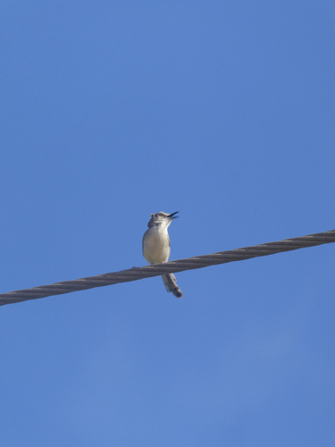 Plain Prinia