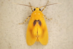 Regobarrosia flavescens