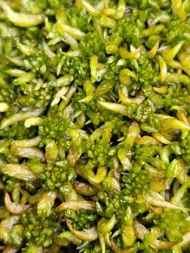 Sphagnum denticulatum observed 2026-08-24