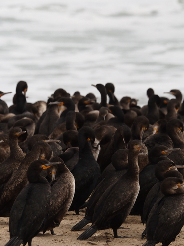 iNaturalist image