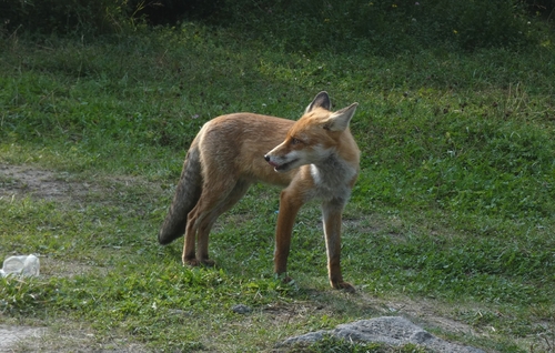 Red Fox
