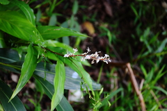 Alpinia intermedia