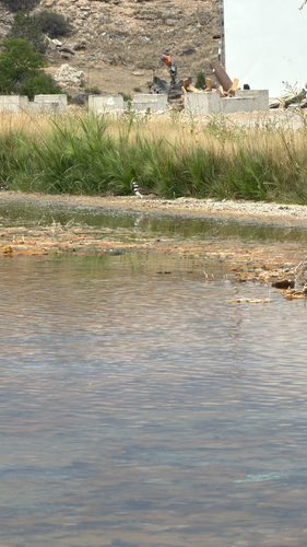 Killdeer