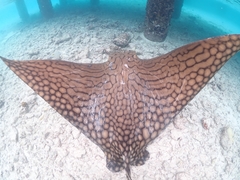 Ornate Eagle Ray photo 5