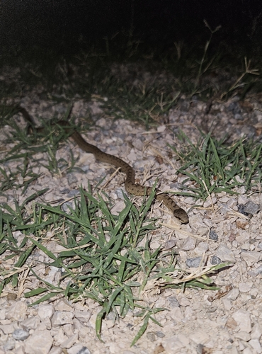 Smooth Snake