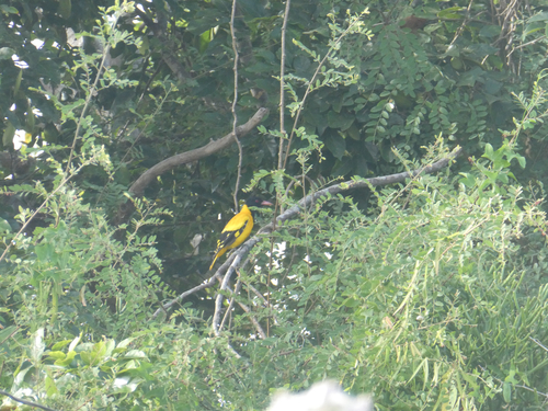 Black-hooded Oriole