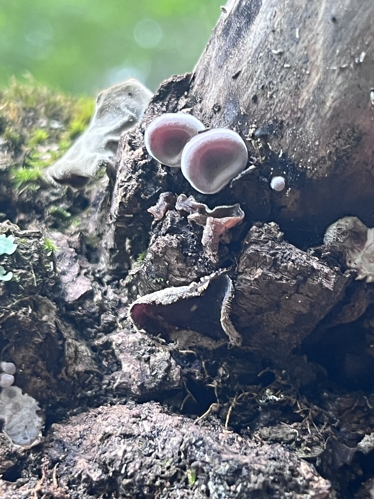 Wood Ear mushroom · August 2026 · photo: Photo: (c) Mila C., some rights reserved (CC BY) · iNaturalist