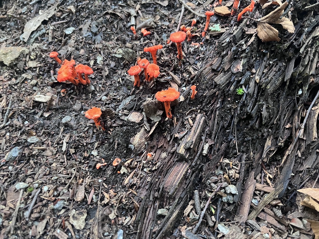 Red Chanterelle · August 2026 · photo: Photo: (c) Mila C., some rights reserved (CC BY) · iNaturalist