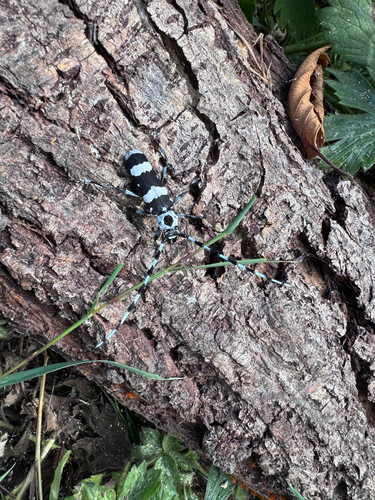 Banded Alder Borer
