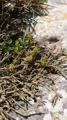 Lysimachia linum-stellatum